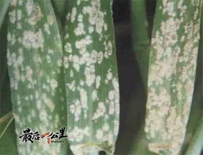 農業知識講堂第二期 防治冬小麥病蟲害這樣做