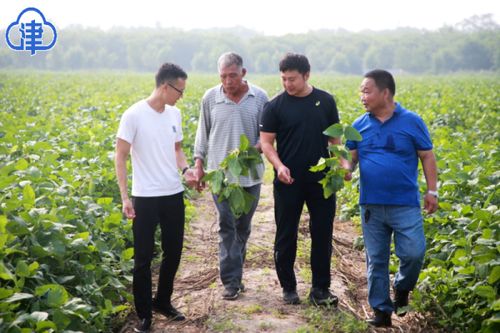 大豆油料現場觀摩 提升保障促豐收