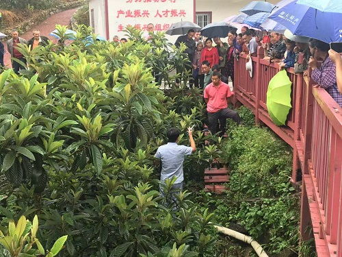 陶煉副研究員赴美羅鄉開展枇杷種植技術培訓與病蟲害防治指導