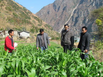 怒江農業信息網 農業病蟲害防治活動全面啟動