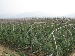 劉來生局長親臨麥積區指導秋季農業病蟲害防治工作