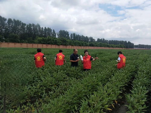 農(nóng)技專家來支招 科學(xué)防控病蟲害，高效補(bǔ)救水淹田