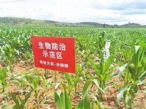 昆明啟動病蟲害防治條例宣傳月 科技引領(lǐng)打響“蟲口奪糧”攻堅(jiān)戰(zhàn)