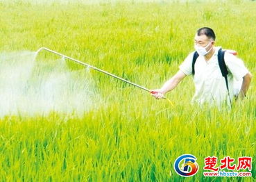 隨縣農(nóng)科所深入田間指導(dǎo) 科學(xué)防治助力農(nóng)業(yè)豐收