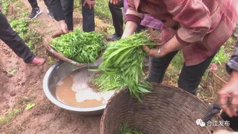 合江縣農(nóng)業(yè)農(nóng)村局開展專項(xiàng)活動，為糯紅高粱病蟲害防治支招