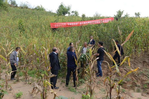 科技賦能田間地頭 縣科協(xié)全國科普日“專家進(jìn)農(nóng)田”系列培訓(xùn)活動助力鄉(xiāng)村振興