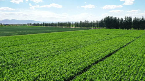 打造環(huán)保新風(fēng)貌 金川區(qū)“全綠以赴”推進(jìn)農(nóng)業(yè)綠色防治